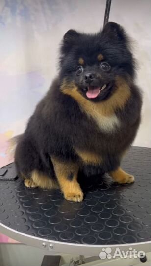 Груминг собак