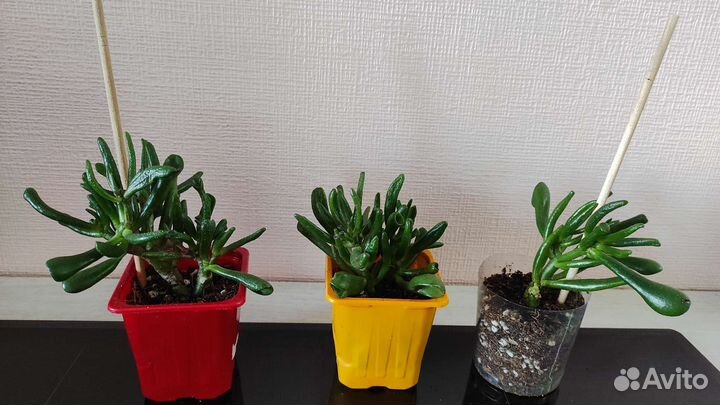 Красула хоббит