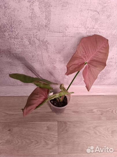 Сингониумы сортовые