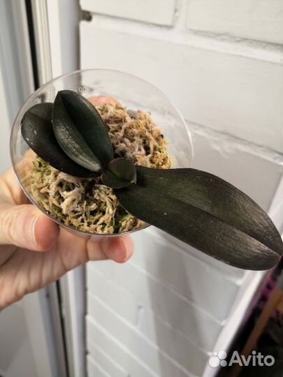 Орхидея фаленопсис бабочка детка Lancer