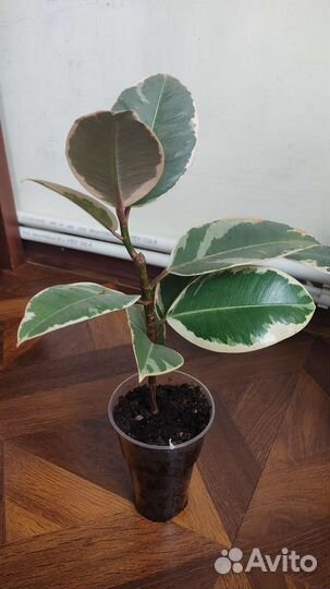 Фикус эластика тинеке