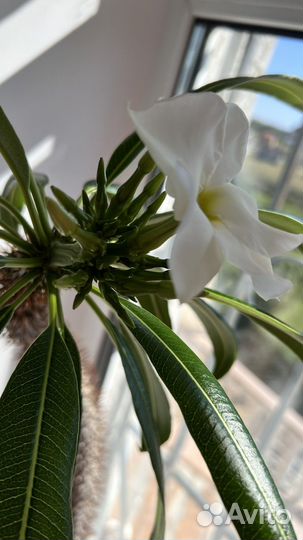 Пахиподиум 140 см, отцвел в августе