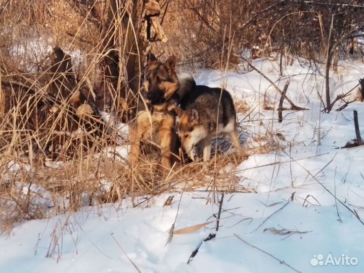 Кабель немецкой овчарки ищет вторую половинку