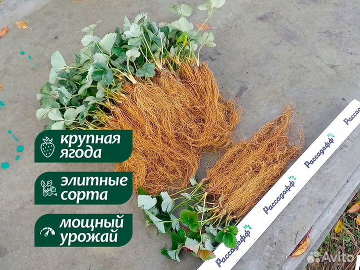 Рассада клубники. Опт от 64 шт