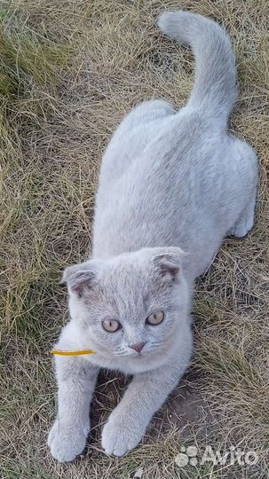 Шотландская вислоухая