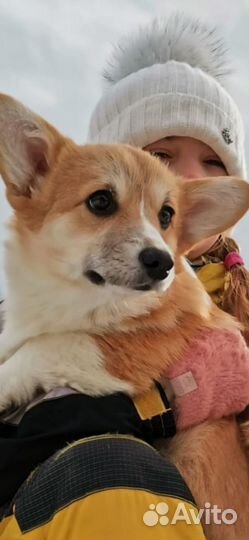 Вельш-корги пемброк девочка
