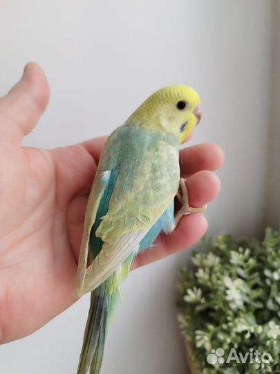 Радужные ручные птенцы волнистого попугая