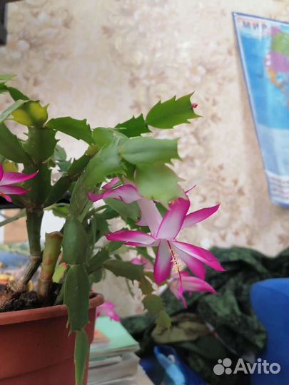 Комнатный цветок