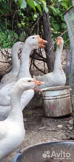 Гуси порода Линда