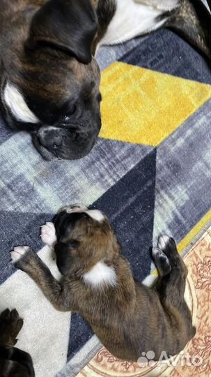 Боксерчики