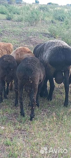 Эдильбаевские барашки