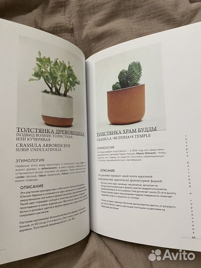 Колючка как создать зеленый оазис у себя дома