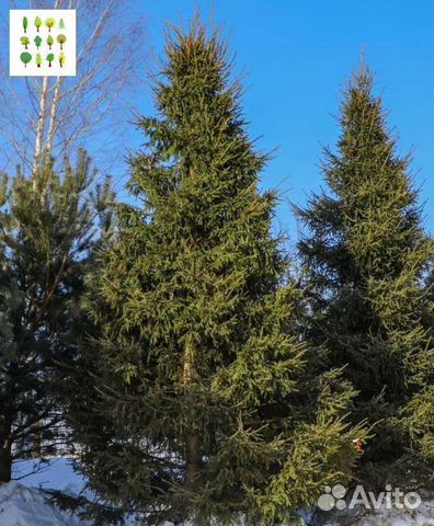 Саженцы ели опт