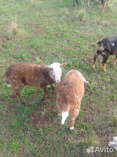 Овцы бараны