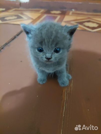 Шотландские котята