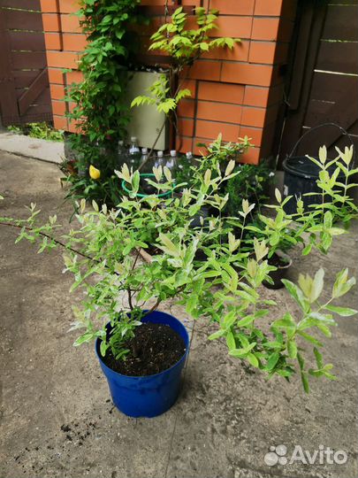 Ива Хакуро Нишики