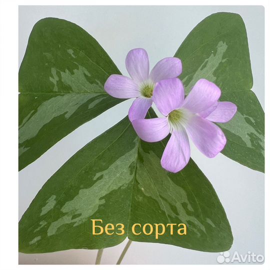 Оксалис кислица