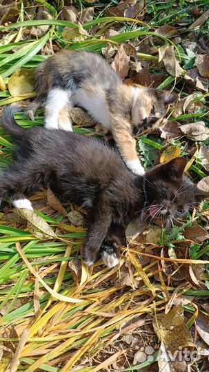 Отдам В добрые руки