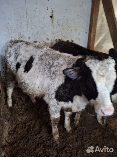 Бычок сементал