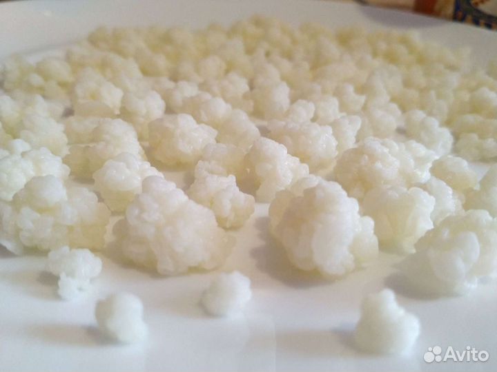 Кефирный тибетский молочный гриб. Бул. Комарова