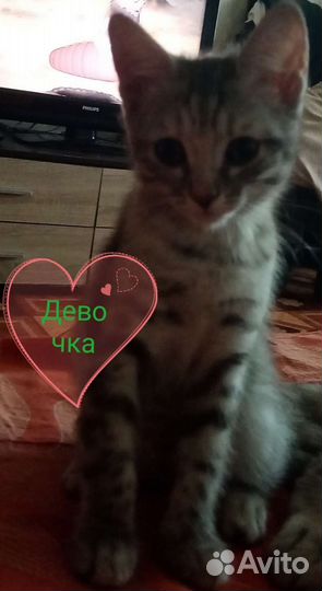 Кошка в дар бесплатно