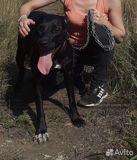 Собака питбуль