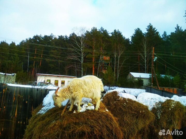 Молодые козлята