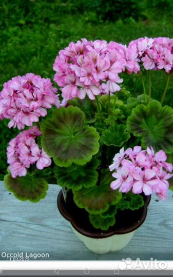 Пеларгония герань махровая сортовая