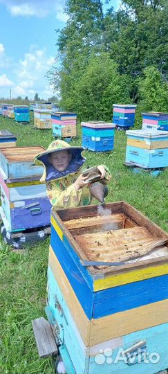 Продаю пасеку