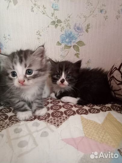 Отдам в добрые руки