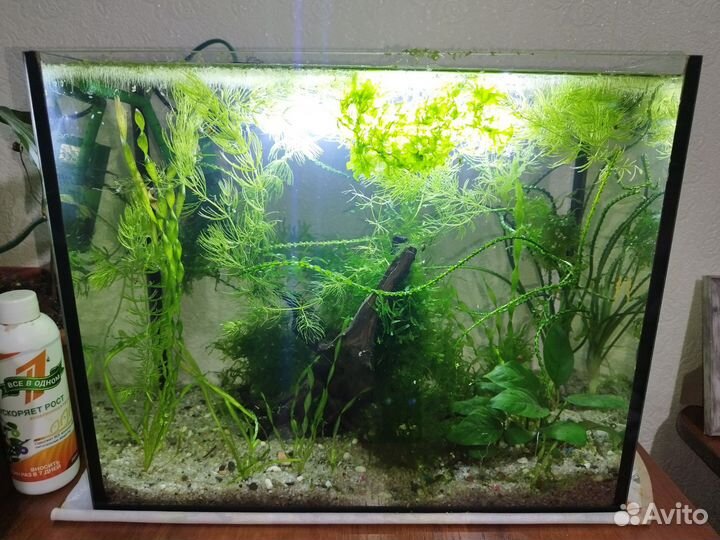 Аквариумные растения