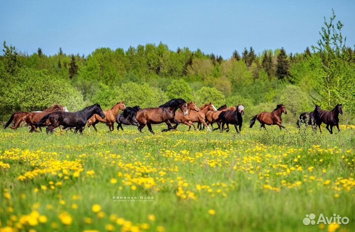 Постой для лошадей