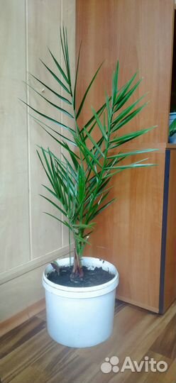 Финиковая пальма