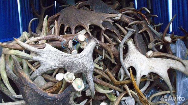 Лося,косули,рога