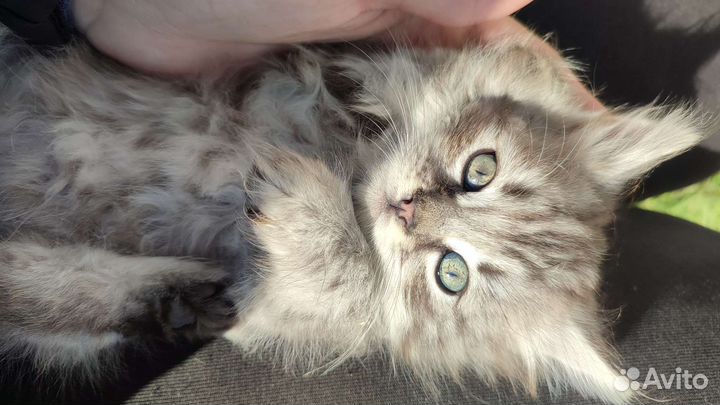 Котята в дар