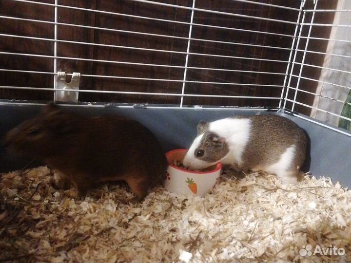 Морские свинки с клеткой