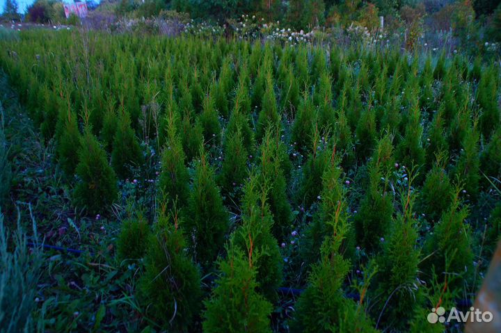 Туя пирамидальная Смарагд