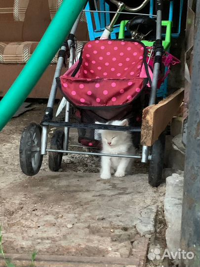 Похожий котенок