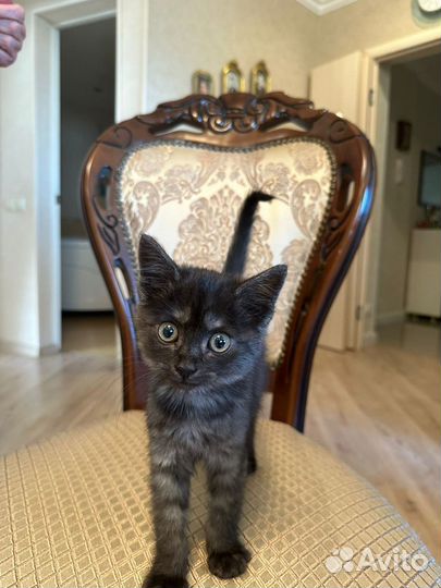 Забавная кошечка в добрые руки