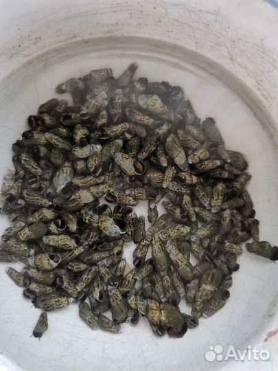 Мелании улитки