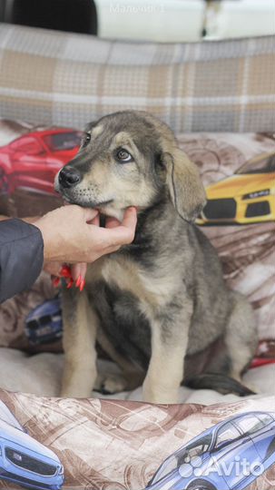 Щенок мальчик