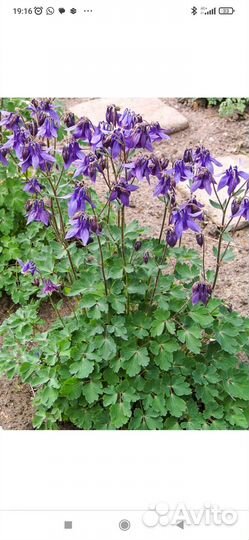 Многолетники