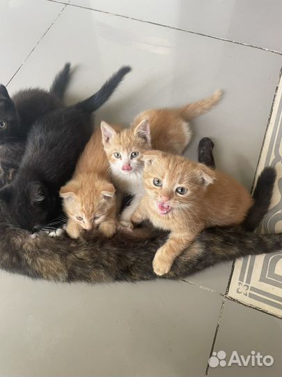 Кошка в дар бесплатно