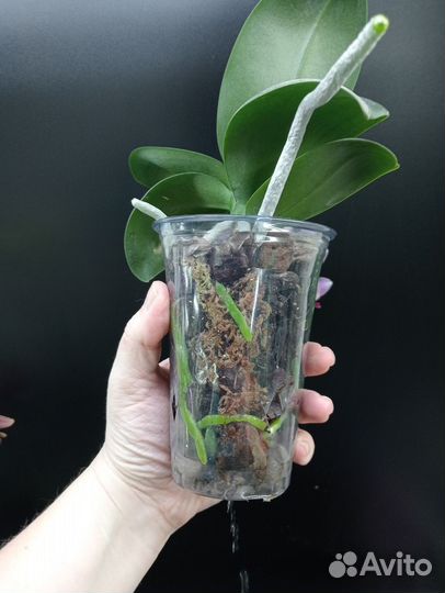 Орхидея фаленопсис