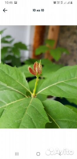 Саженцы канадского красного дуба