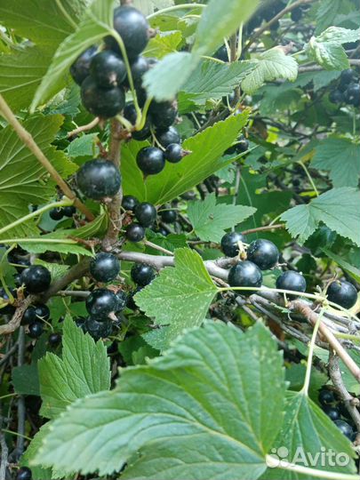 Черная смородина