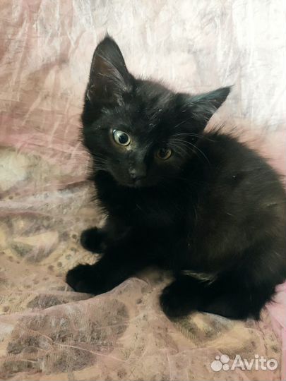 В добрые руки