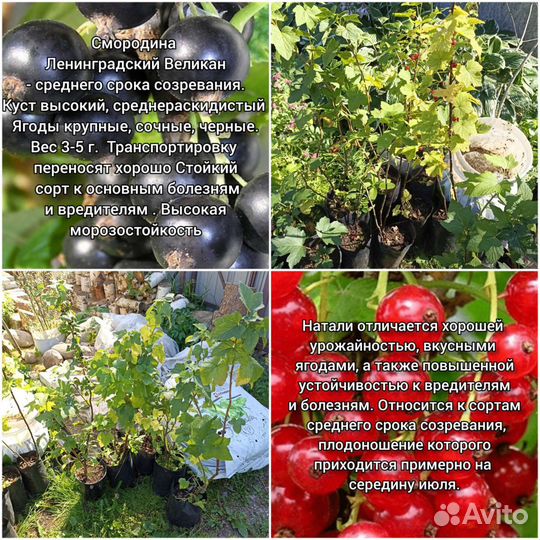 Саженцы смородина, ежевика, крыжовник, малина