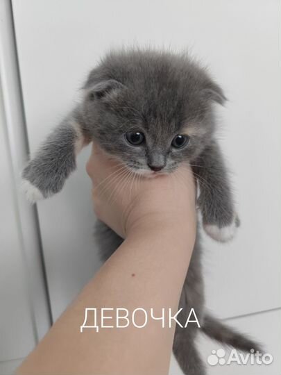 Вислоухие котята