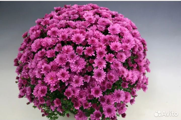 Хризантемы мультифлора